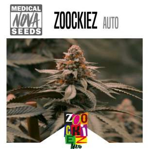 ZOOCKIEZ AUTO 