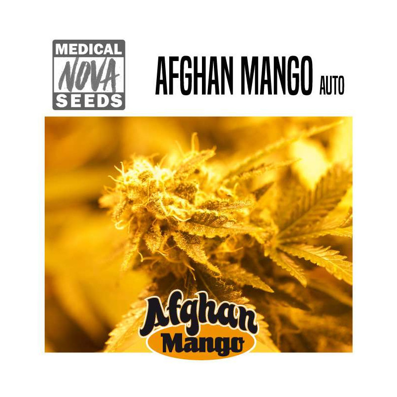 Afghan Mango auto