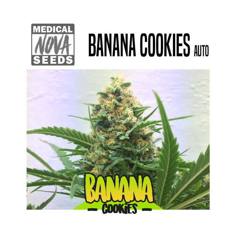 BANANA COOKIES AUTO 
