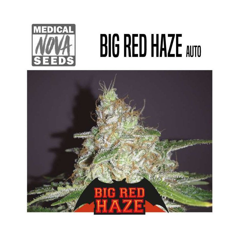 Big red haze auto - Medical Nova Seeds