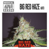 Big red haze auto - Medical Nova Seeds