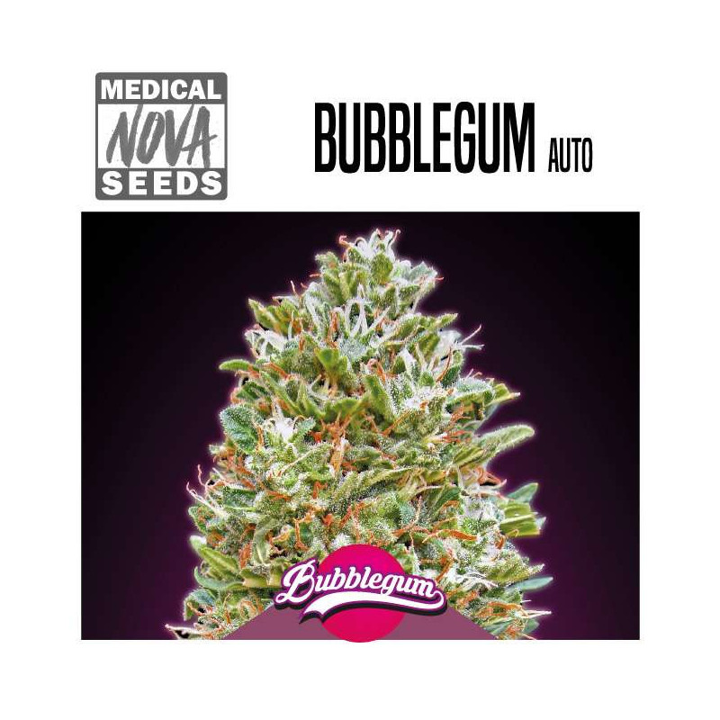 BUBBLEGUM AUTO