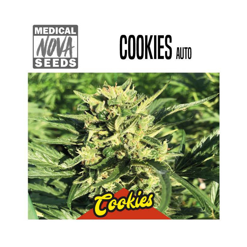 COOKIES AUTO