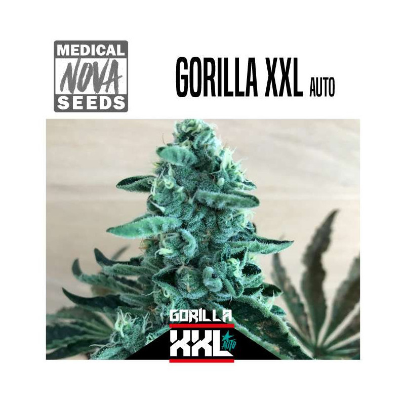 GORILLA XXL AUTO 