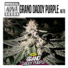 GRAND DADDY PURPLE AUTO