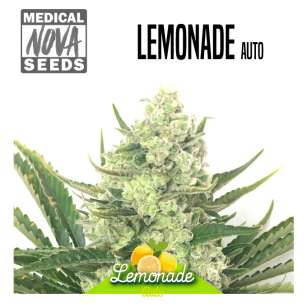 LEMONADE AUTO 