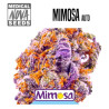 MIMOSA AUTO NOVA