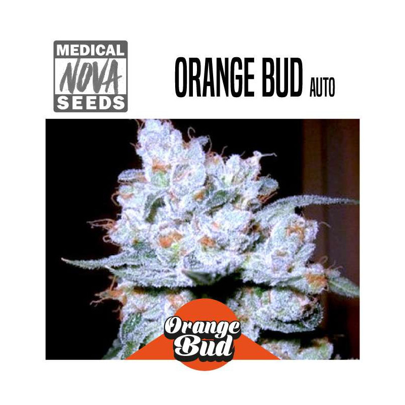 ORANGE BUD AUTO