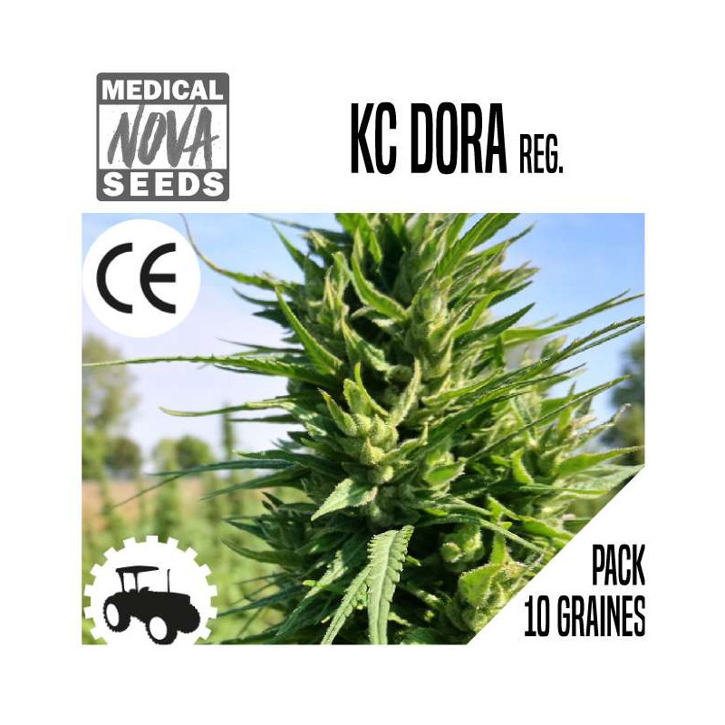 KC DORA