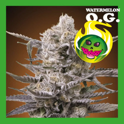 WATERMELON OG