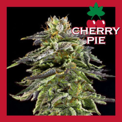 CHERRY PIE MEDICAL NOVA 