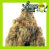 LEMON SKUNK 