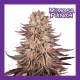 MIMOSA PUNCH MEDICAL NOVA