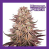 MIMOSA PUNCH MEDICAL NOVA