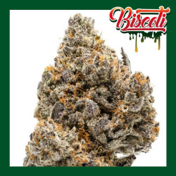 BISCOTTI