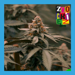 ZOOCKIEZ AUTO 