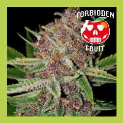 FORBIDDEN FRUIT AUTO