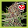 FORBIDDEN FRUIT AUTO