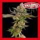 SMARTIZ AUTO 