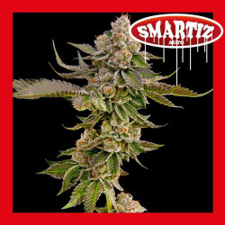 SMARTIZ AUTO 