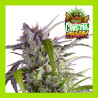 CRYSTAL CANDY AUTO