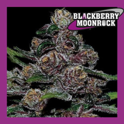 BLACKBERRY MOONROCK AUTO