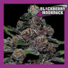 BLACKBERRY MOONROCK AUTO