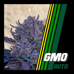 GMO AUTO 
