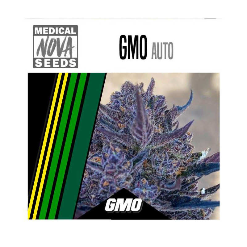 GMO AUTO 