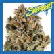SHERBERT