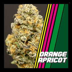 ORANGE APRICOT