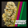 ORANGE APRICOT