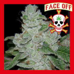 FACE OFF 