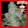 FACE OFF 