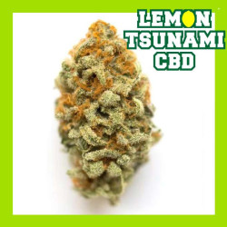 LEMON TSUNAMI CBD