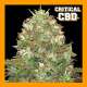 CRITICAL CBD 