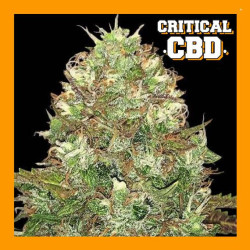 CRITICAL CBD 