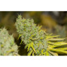 California Kush - Medical Nova seeds