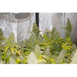 California Kush - Medical Nova seeds