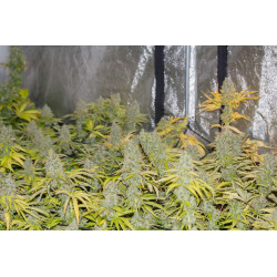 California Kush - Medical Nova seeds