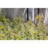 California Kush - Medical Nova seeds