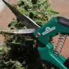 California Kush - Medical Nova seeds