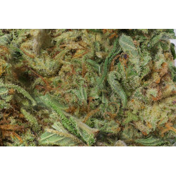 California Kush - Medical Nova seeds