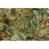 California Kush - Medical Nova seeds