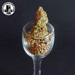 California Kush - Medical Nova seeds