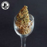 Cannasonic   Big Bud x Skunk - Medical Nova Seeds