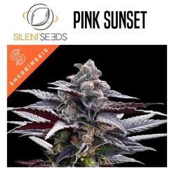 SILENT SEEDS PINK SUNSET BY SHERBINSKIS