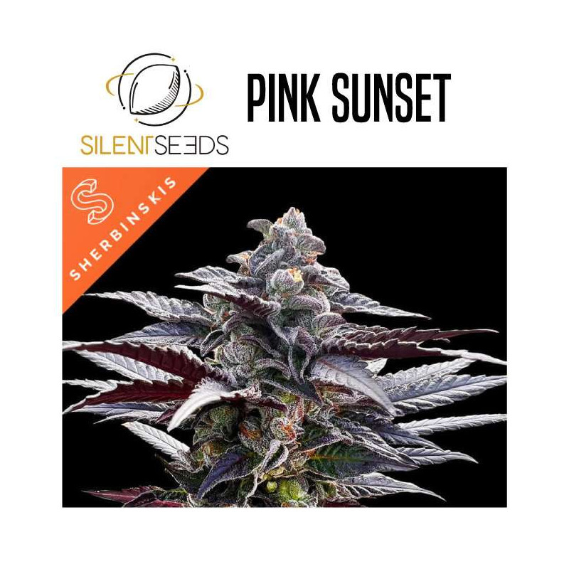 SILENT SEEDS PINK SUNSET BY SHERBINSKIS