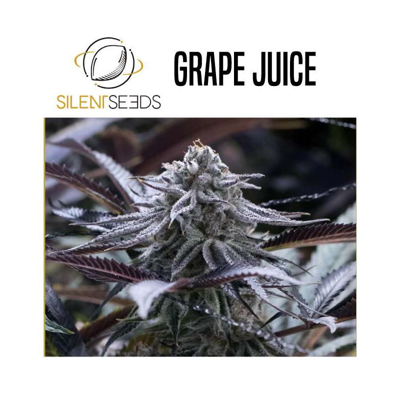 SILENT SEEDS GRAPE JUICE