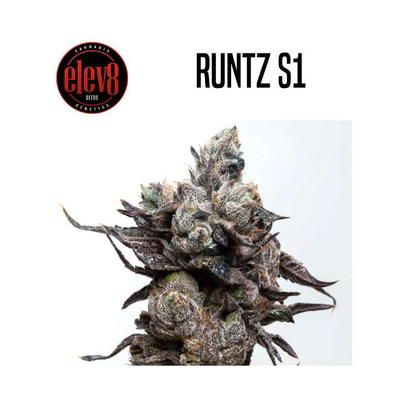 ELEV8 SEEDS RUNTZ S1